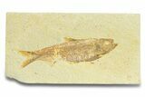 Detailed Fossil Fish (Knightia) - Wyoming #289906-1